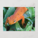 Search for cute salamander postcards Animal