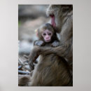 Search for monkey island posters Animals in the wild