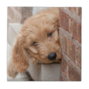 Search for peek tiles Pet
