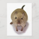 Search for gerbils postcards Cute