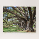 Search for live oak tree Southern live oak trees
