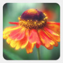 Search for zinnia stickers Daisy