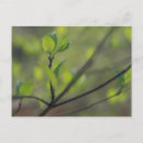 Search for spring leaves postcards Green