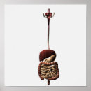 Search for human digestive system posters Liver