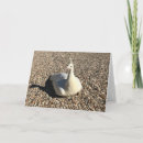 Search for peafowl cards White
