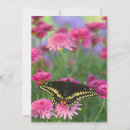Search for papilio cards Pink