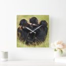 Search for chimpanzees clocks Monkey