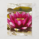 Search for lily postcards Lake