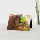 Search for primate cards Orangutan