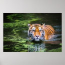 Search for bengals photography Nature