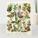 Search for botanical prints cards Vintage