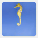 Search for blue seahorse stickers Sealife