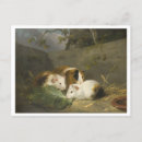 Search for guinea postcards Animal