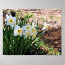 Search for white daffodil posters Floral