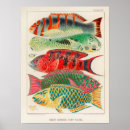 Search for vintage scientific illustration posters Fish