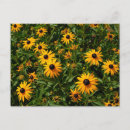 Search for black eyed susans postcards Botanical