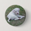 Search for american badges Green