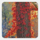 Search for red state stickers Tree