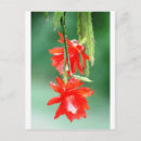 Search for orange blossoms postcards Green