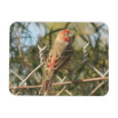 Search for male magnets Red