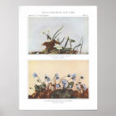 Search for beautiful spring posters Flower