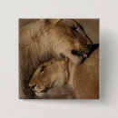 Search for wildcat badges Nature