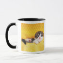 Search for cat breed mugs Studio shot