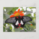 Search for scarlet postcards Nature