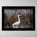 Search for marshland posters Wildlife