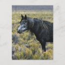 Search for mustang wild horses postcards Desert