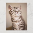 Search for grey hair postcards Tabby