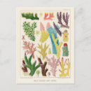 Search for vintage great barrier reef postcards Coral