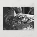 Search for watcher postcards Wildlife