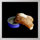 Search for guinea pig posters Rodent