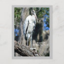 Search for bird feathers postcards Wings