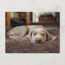 Search for sleeping baby postcards Puppy