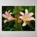 Search for belladonna posters Lily
