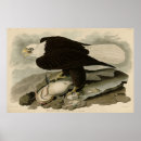 Search for bald headed eagle posters Bird