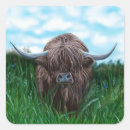 Search for scottish highland cattle stickers Cow
