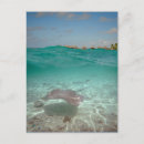 Search for stingray postcards Tropical
