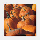 Search for pumpkin magnets Farm