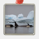 Search for iceberg christmas tree decorations Wildlife