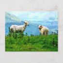 Search for ewes postcards Farming