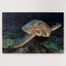 Search for turtle puzzles Photography