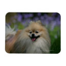 Search for spitz magnets Head and upper body