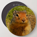 Search for ground badges Wildlife photography