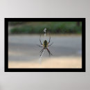 Search for arachnid posters Bug