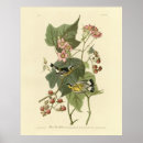 Search for audubon birds posters Lithograph