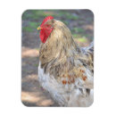 Search for chicken magnets Hen
