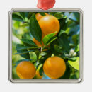 Search for orange fruit christmas tree decorations Florida